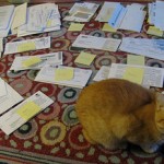 random papers in piles on a rug with cat