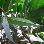 photo close up of potted green plant