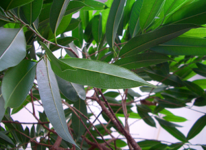 photo close up of potted green plant