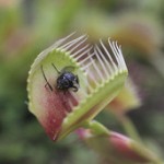 venus fly trap with captured fly. Avoid fake websites that trap you.