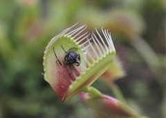 venus fly trap with captured fly. Avoid fake websites that trap you.